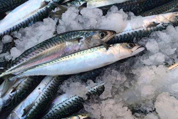 Mackerel