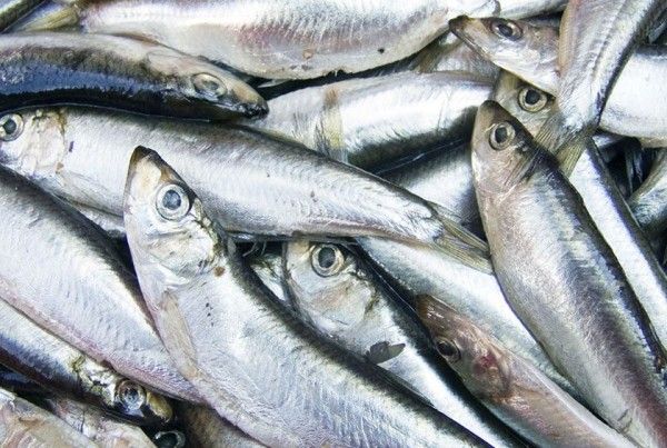 fish jurel pelágicos