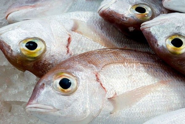 fish lumptail searobin pelágicos